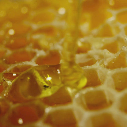 Honey | Luxury Olive Oil Wax Candle